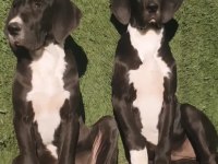 Great Dane (Danua A Şecereli )
