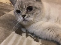 Kedimiz Mia Çok Acil Yeni Yuvasını Arıyor