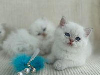 Ny1133 Erkek yavru british shorthair