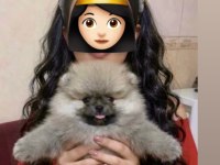Pomeranian Boo Üst Kalite Teddy Bear Erkek