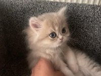 British longhair yavru kedimiz