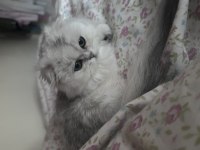 Scottish Fold Longhair Silver Shaded