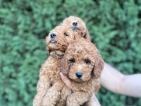 Sağlık garantili toy poodle bebekler