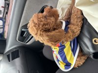Toy poodle köpeğimiz