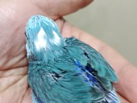 Pied erkek forpus cep papağanı