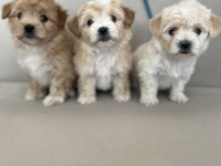 Kaliteli maltipoo yavruları için ulaşabilirsiniz
