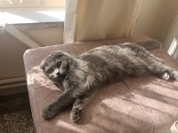 Scottish Fold kedimiz