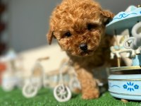 TOY POODLE YAVRULARI