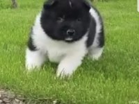 Safkan Amerikan Akita
