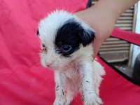 Maltese terrier yavrular