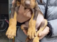 Doberman yavrularımız teslime hazır