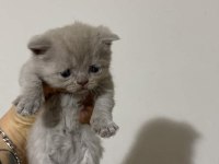 KEDİLERİMİZ YENİ YUVALARINI ARIYORLAR