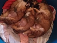 5 Mayıs doğumlu tibet spaniel yavruları