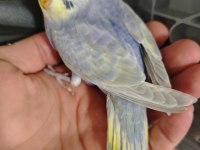 Yavru rainbow muhabbet kuşlar