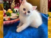ELİT SAFKAN BRİTİSH DİŞİ KEDİ İSTEYENLERE