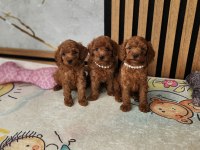 Toypoodle Yavrular Veteriner Kontrollü