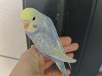 Rainbow muhabbet kuşu yavrular