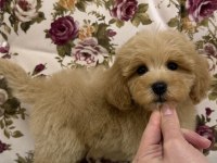 MİNİ BOY MALTİPOO