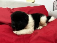 Show kalite Amerikan Akita yavruları
