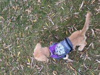 Golden retriever 4 aylık yavru