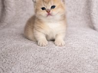 Saf kan full şecereli british shorthair