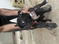 1 yaşında erkek french bulldog