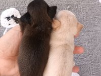 Tea cup şivava yavrumuz yeni ailesine gitmeye hazır