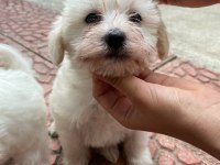 Yavru terrier köpeklerim