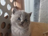 Bayram şekeri tadında gri dişi yavru british shorthair