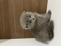 Mükemmel huylu scottish fold