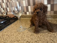 Dişi ve Erkek Kore Korekan Poodle Yavrularım