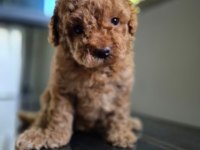 Toy poodle dişi erkek