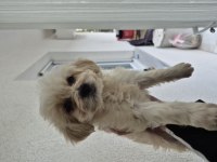 Maltipoo yavru 55 günlük