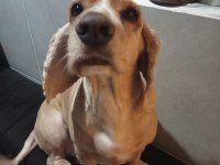 Cocker canımız için ona sahip çıkacak bir aile arıyoruz