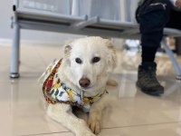 golden fino kırması