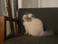 Blue point kedimiz ücretli sahiplendirme