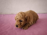 Uygun Maltipoo Bebeklerimiz