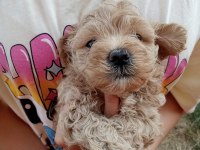 POODLE GİBİ SEVİMLİ MALTİPOO BEBEKLERİMİZ