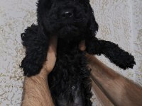 TOY POODLE KÖPEKLER