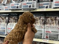 Türünün en güzel örneklerinden poodle yavrumuz