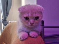 Scottish fold kediler