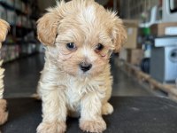 Show kalite tea cup kore maltipoo yavrularımız