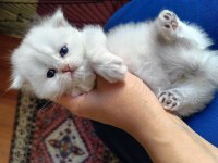 SAFKAN BRİTİSH DİŞİ ERKEK BEBEKLER