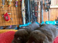 Chocolate Lab Puppies Labrador