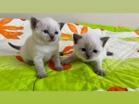 Blue point ve british shorthair