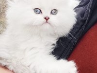 A kalite safkan Chinchilla kedim