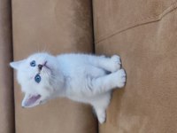 British Shorthair Yavruları