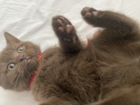 British shorthair çikolata point