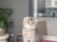 SCOTTISH FOLD AYI SURAT YAVRULARIM 