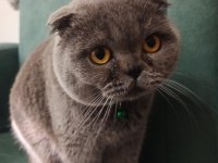 Scottish Fold Yavru Kedimiz